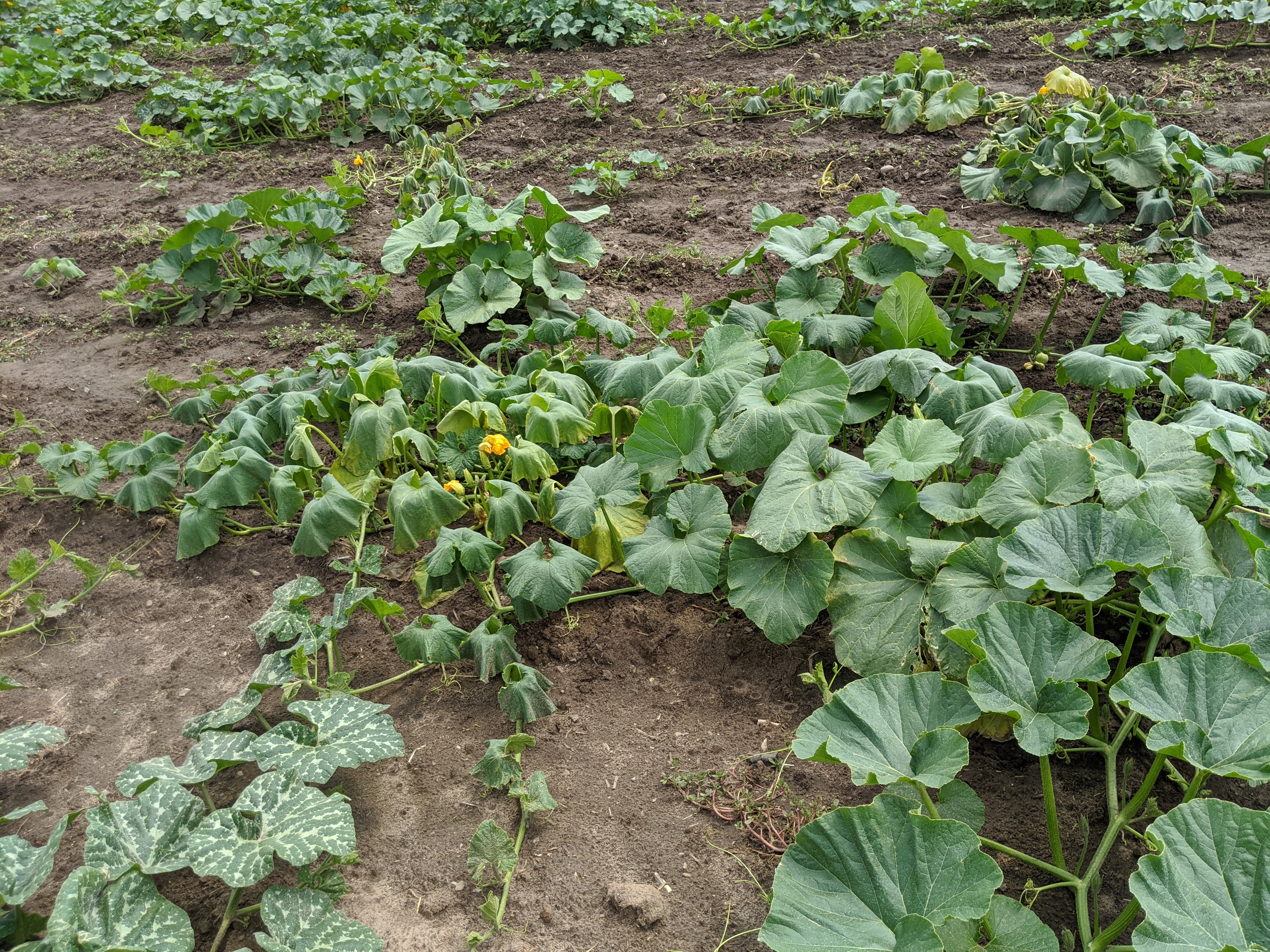 Phytophthora capsici